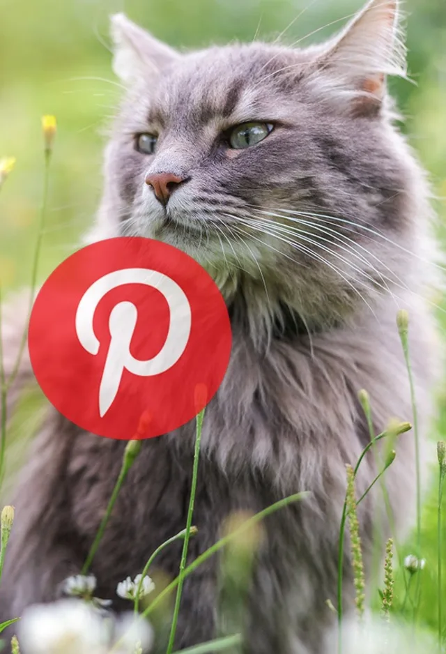 Cat sitting in flowery, grassy field with the pinterest logo in front
